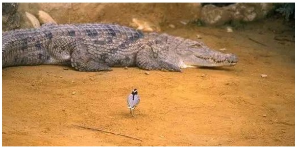 鳥在鱷魚周圍活動(dòng)